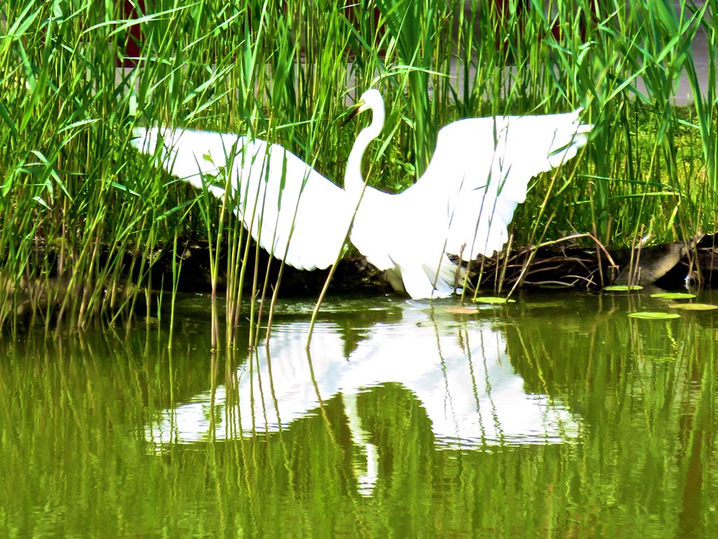 Bike tour around Lake Balaton - Great White Egret at Little Balaton