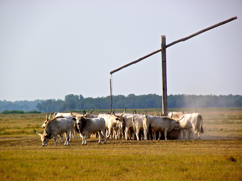Bike tours in Hungary from Tokaj to Lake Tisza - Hungarian Gray Cattle in Hortobágy