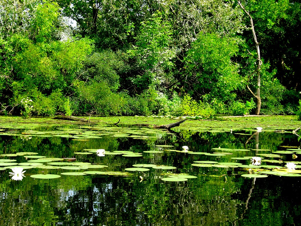 Bike tours in Hungary from Tokaj to Lake Tisza - Water lilies in Lake Tisza